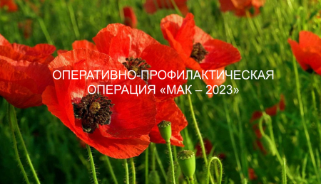В Сергиевском районе полицейские уничтожили очаг дикорастущей конопли в рамках операции «Мак-2023»